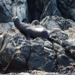 Isla San Pedro Nolasco - San Carlos