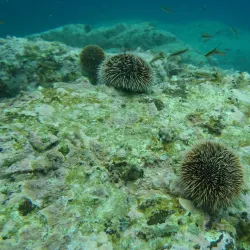 Isla San Pedro Nolasco - San Carlos