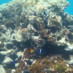 Isla San Pedro Nolasco - San Carlos