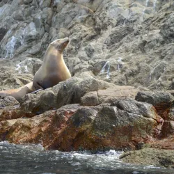 Isla San Pedro Nolasco - San Carlos