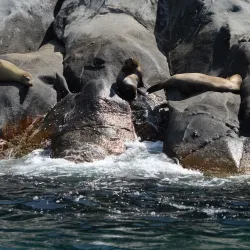Isla San Pedro Nolasco - San Carlos