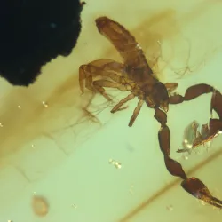 Amber Museum - San Cristobal de las Casas