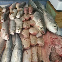 San Felipe Fish Market - San Felipe