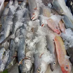 San Felipe Fish Market - San Felipe