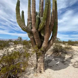 Valle de los Gigantes - San Felipe