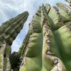 Valle de los Gigantes - San Felipe