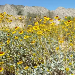 Valle de los Gigantes - San Felipe