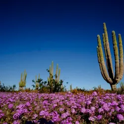 Valle de los Gigantes - San Felipe