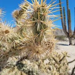 Valle de los Gigantes - San Felipe