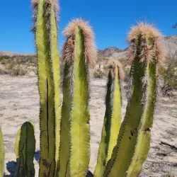 Valle de los Gigantes - San Felipe