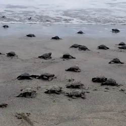 Estero San José - San José del Cabo