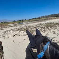 San José del Cabo Estuary - San José del Cabo