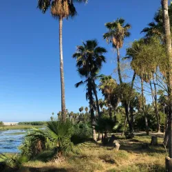 San José del Cabo Estuary - San José del Cabo