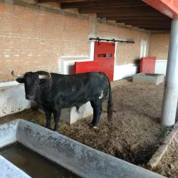 Plaza de Toros San Luis - San Luis Rio Colorado