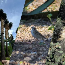 El Charco del Ingenio Botanical Garden - San Miguel de Allende