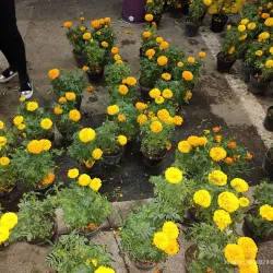 Parque Morelos - San Pedro Tlaquepaque