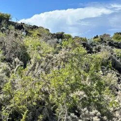 Bird Watching Tours - San Quintín