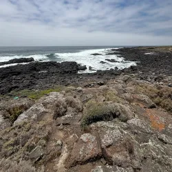Bird Watching Tours - San Quintín