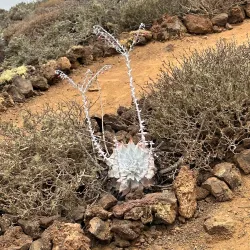 Bird Watching Tours - San Quintín