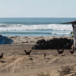 Bird Watching Tours - San Quintín