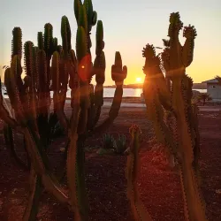 Local Seafood Markets - San Quintín