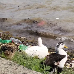 La Boca Park - Santiago