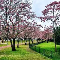 Laguna del Carpintero - Tampico