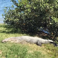 Laguna del Carpintero - Tampico