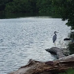 Laguna del Carpintero - Tampico