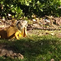 Parque Metropolitano - Tampico