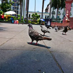 Plaza de Armas - Tampico