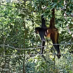 Parque Ecoturístico El Zapotal - Tapachula