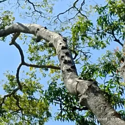 Parque Ecoturístico El Zapotal - Tapachula