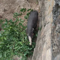 Parque Ecoturístico El Zapotal - Tapachula