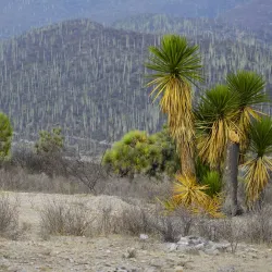 Tehuacan-Cuicatlan Biosphere Reserve - Tehuacan