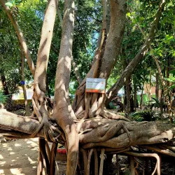 Parque La Ceiba - Temixco