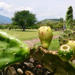 Zona Arqueológica de Los Toriles - Tepic