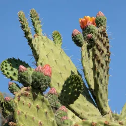 Parque Nacional El Cimatario - Tequisquiapan