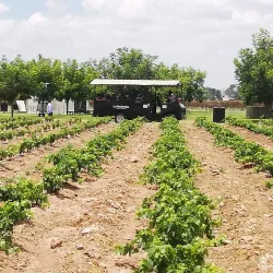 Viñedos La Redonda - Tequisquiapan