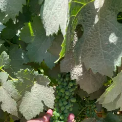 Viñedos La Redonda - Tequisquiapan