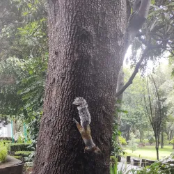 Parque Ecológico Loreto y Peña Pobre - Tlalpan