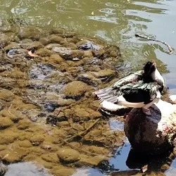 Parque Nacional Fuentes Brotantes de Tlalpan - Tlalpan
