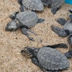 Turtle Bay Beach - Todos Santos