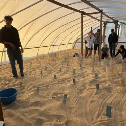 Turtle Bay Beach - Todos Santos