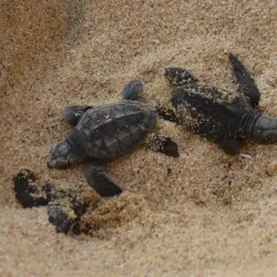 Turtle Bay Beach - Todos Santos
