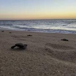 Turtle Bay Beach - Todos Santos
