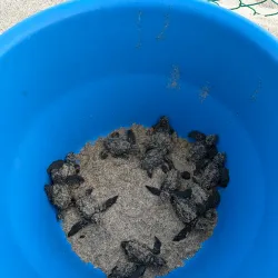 Turtle Bay Beach - Todos Santos