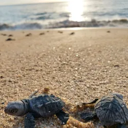 Turtle Bay Beach - Todos Santos