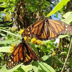 El Santuario Monarch Butterfly Sanctuary - Valle de Bravo