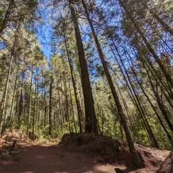 El Santuario Monarch Butterfly Sanctuary - Valle de Bravo